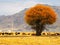 Golden Tree Grassland with Cows in Autumn