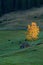 Golden tree and grazing cows. Autumn landscape in the mountains