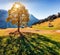 Golden tree on the Grindelwald village valley. Captivating morning view of Swiss Bernese Alps, Switzerland, Europe. Beauty of coun