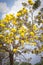 Golden Tree With yellow flowers cochlospermum regium