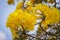 Golden Tree With yellow flowers cochlospermum regium