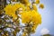 Golden Tree With yellow flowers cochlospermum regium