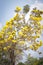 Golden Tree With yellow flowers cochlospermum regium