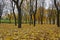 Golden trees in fall