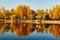 The golden trees on the lakeside sunset