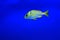 Golden trevally