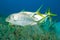 Golden trevally swimming over sea grass