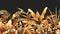 Golden Tropical Plants  Seamless Border