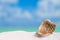 Golden tropical shell on sea beach with sand under sunrise sun l