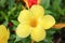 Golden Trumpet, Allamanda cathartica, willow-leaved climber