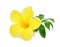 Golden trumpet, Allamanda, flower with green leaves isolated