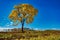 Golden trumpet tree, aka Yellow Ipe, isolated on harvested sugar cane field in sunny morning with blue sky. Tabebuia Alba tree