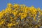 Golden trumpet tree flowering in front of blue sky.