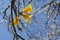 Golden trumpet tree flowering in front of blue sky.