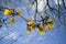 Golden trumpet tree flowering in front of blue sky.