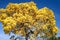 Golden Trumpet Tree Handroanthus albus