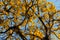 The golden trumpet tree, Handroanthus albus.