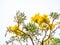 Golden trumpet tree at Park, Beautiful Tabebuia chrysantha Golden Tree, Golden Trumpet Tree, Yellow Pui blossom