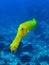 Golden trumpetfish