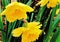 Golden Trumpets Of Wild Daffodil Brighten A Spring Day
