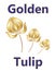 Golden tulip