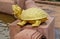 Golden turtle sculpture in Wat Pha Nam Yoi Thailand