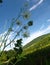 Golden umbels from the ground perspective against blue sky