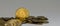 golden valuable bitcoin standing between other coins with gray panorama