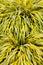 Golden variegated hakone grass