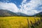 Golden view of paddy fields.