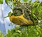Golden Village Weaver is in process of creating a home