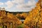 Golden vineyard in Autumn