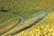 Golden vineyard landscape by a bright sunny day in fall