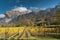 Golden vineyards and grapevines in the mountain landscape of the Maienfeld region in Switzerland