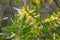 Golden wattle, Acacia pycnantha, 11.