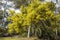 Golden wattle Acacia pycnantha in full bloom, Australia