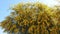 Golden wattle blossoms in the spring