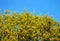 Golden Wattle flowering tree