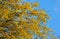 Golden Wattle flowering tree blossom