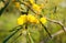 Golden Wattle at Manning Park