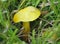 Golden Wax-cap Fungi