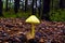 Golden waxcap, Lemon waxcap, Hygrocybe chlorophana, very rare mushroom, Bavaria, Germany, Europe