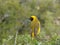 Golden Weaver