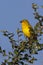 Golden Weaver - Botswana