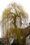 Golden weeping willow by house