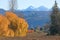 Golden Weeping Willow and Winter Nature