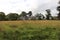 Golden wheat beneath the gaze of Restormel manor