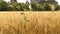 Golden wheat, cultivated in a field, in spring