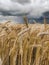 Golden wheat ears against blue, dramatic sky. Agricultural landscape with wheat field and storm clouds in sky. Ripe crop