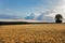 Golden wheat ears close up field in sunset light